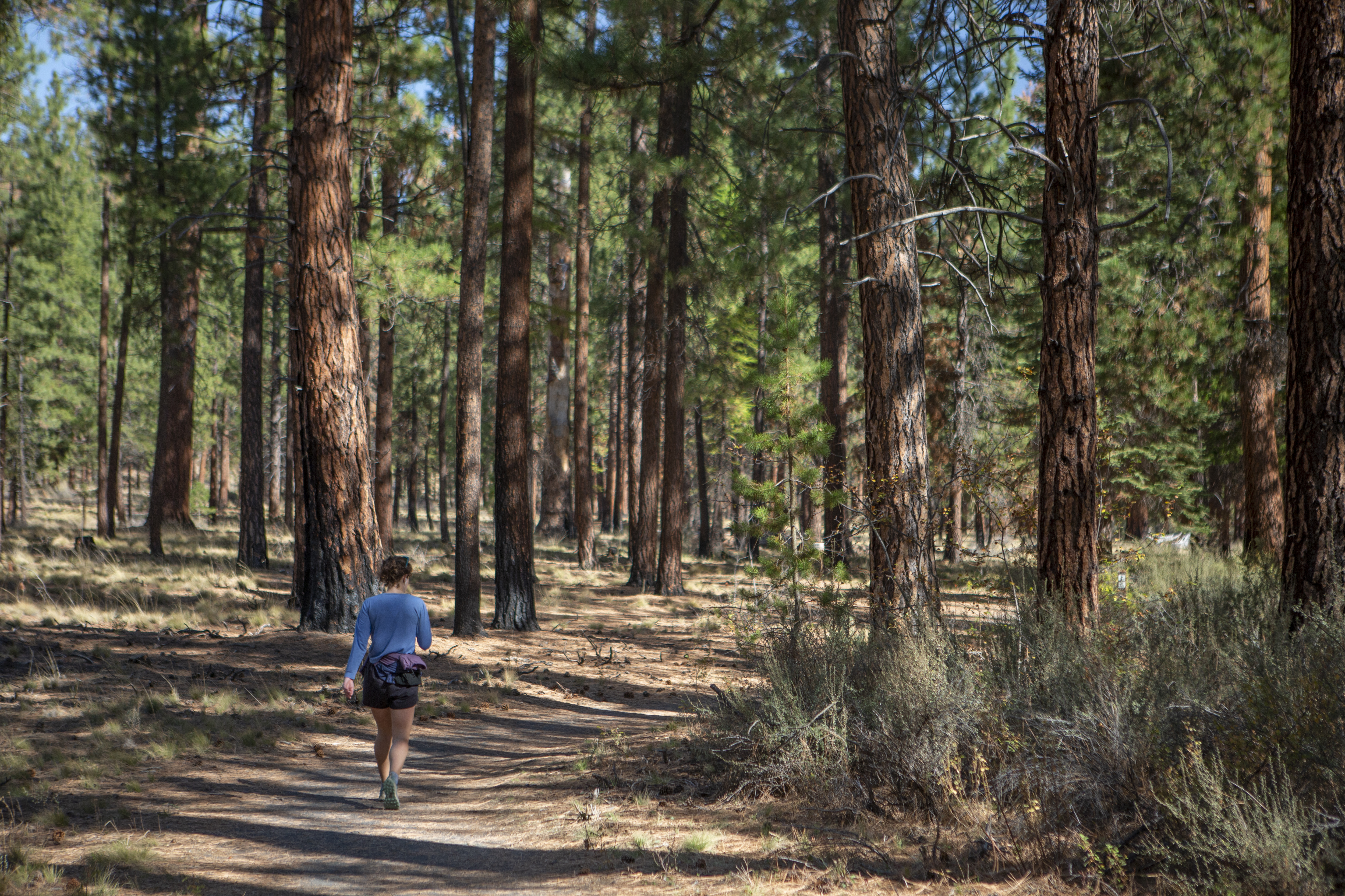 A user walks on Shevlin Park trails through mature trees