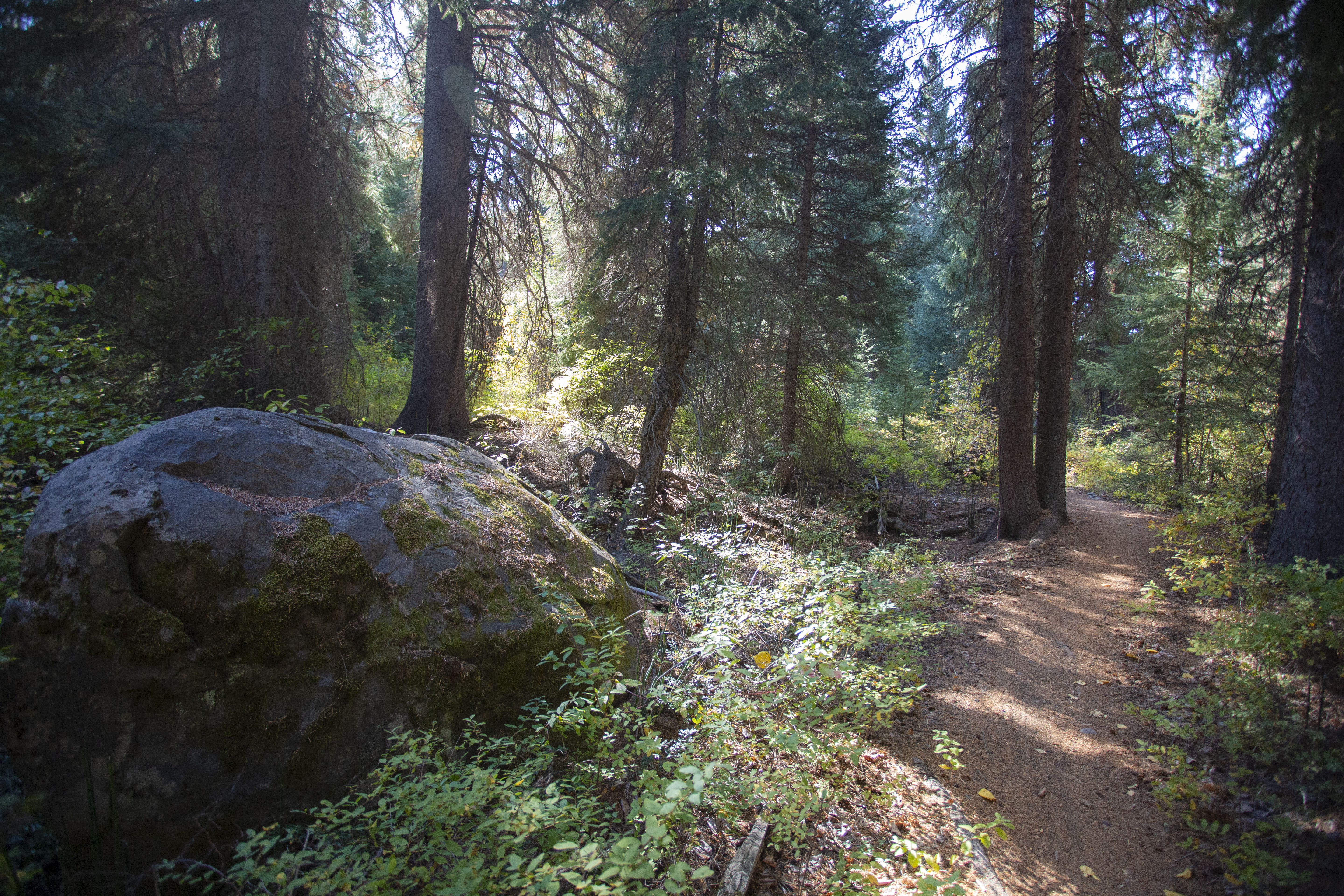 A trail through Shevlin Park through the trees