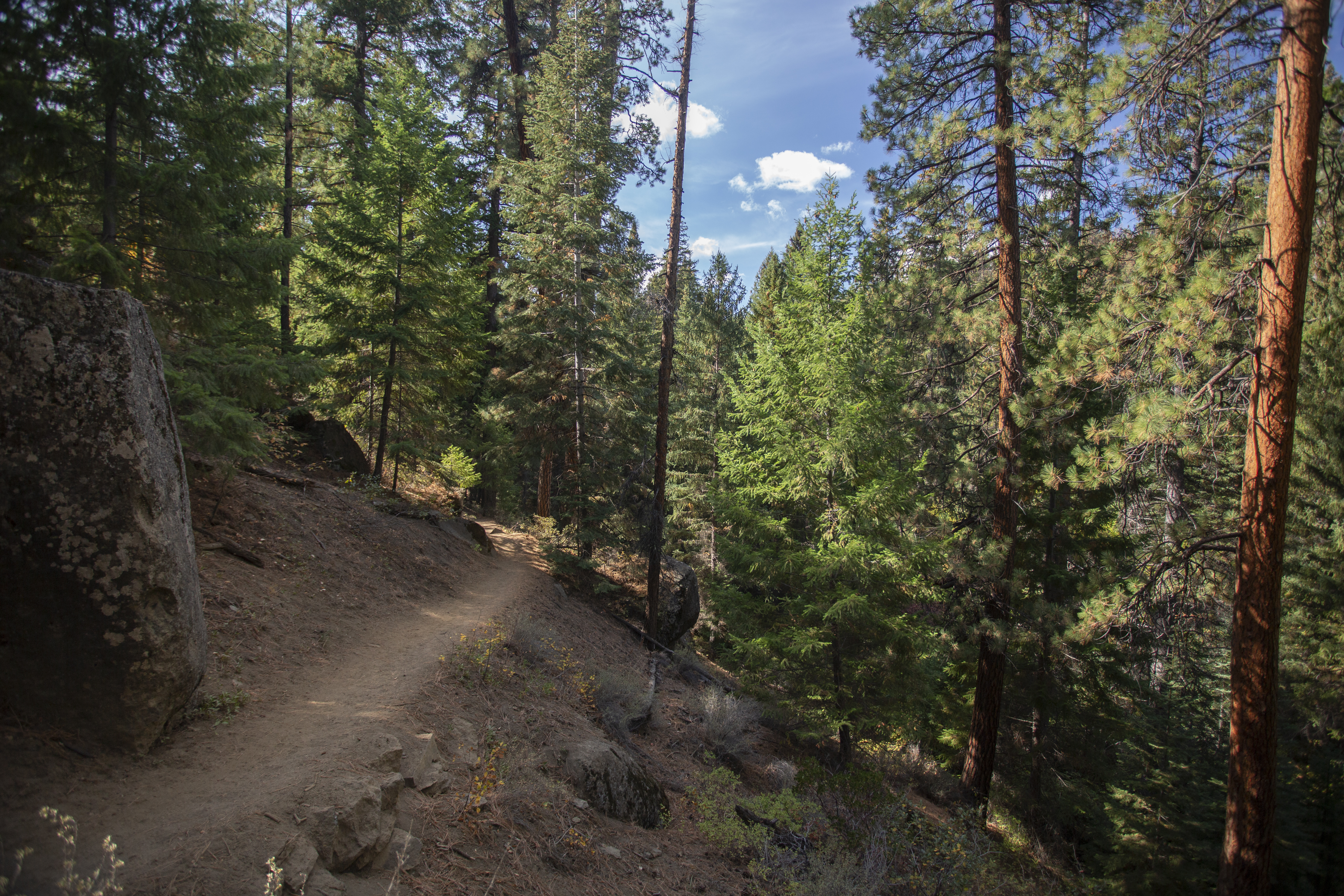 A trail through Shevlin Park through the trees