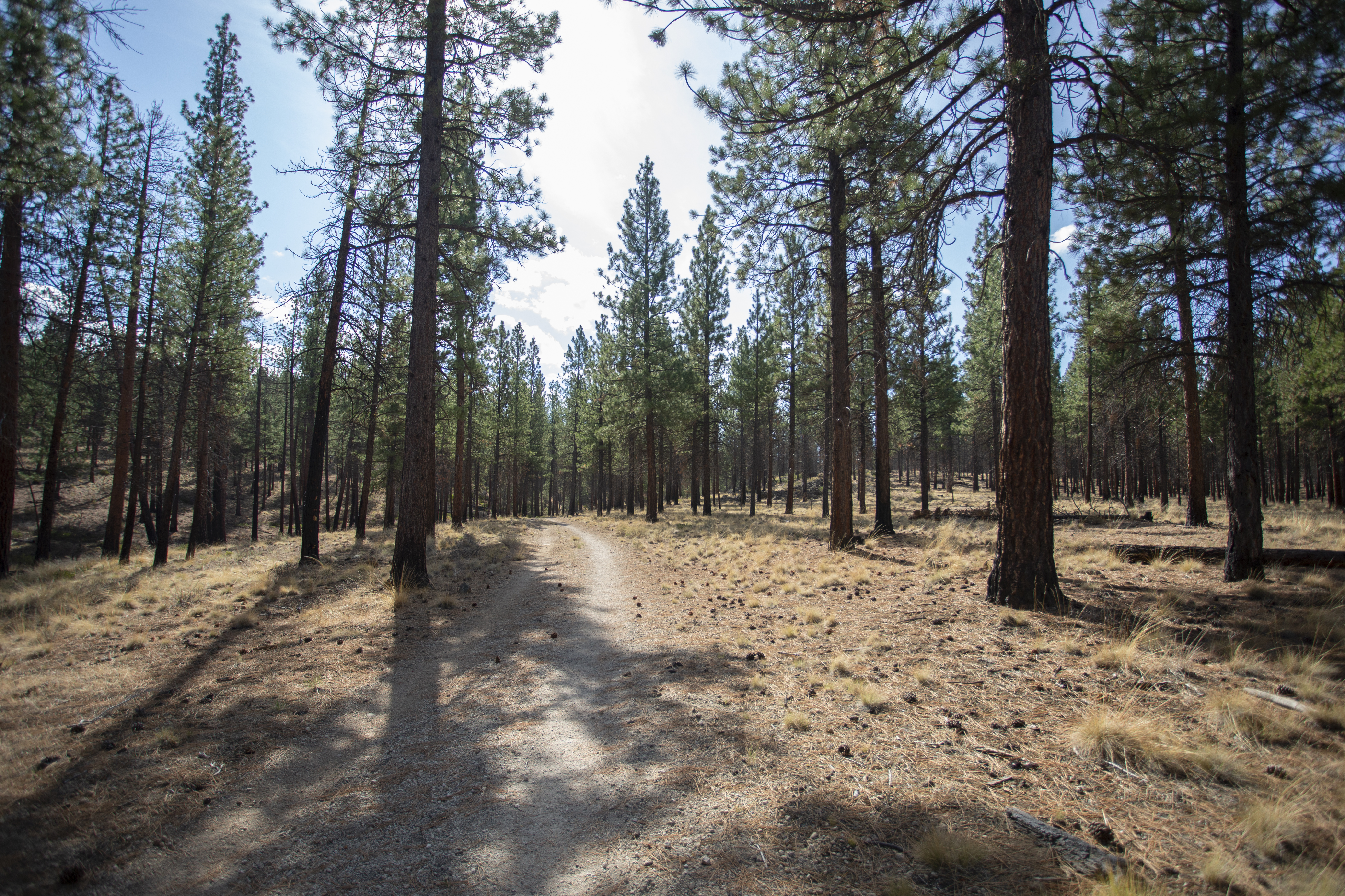 A trail through Shevlin Park through the trees