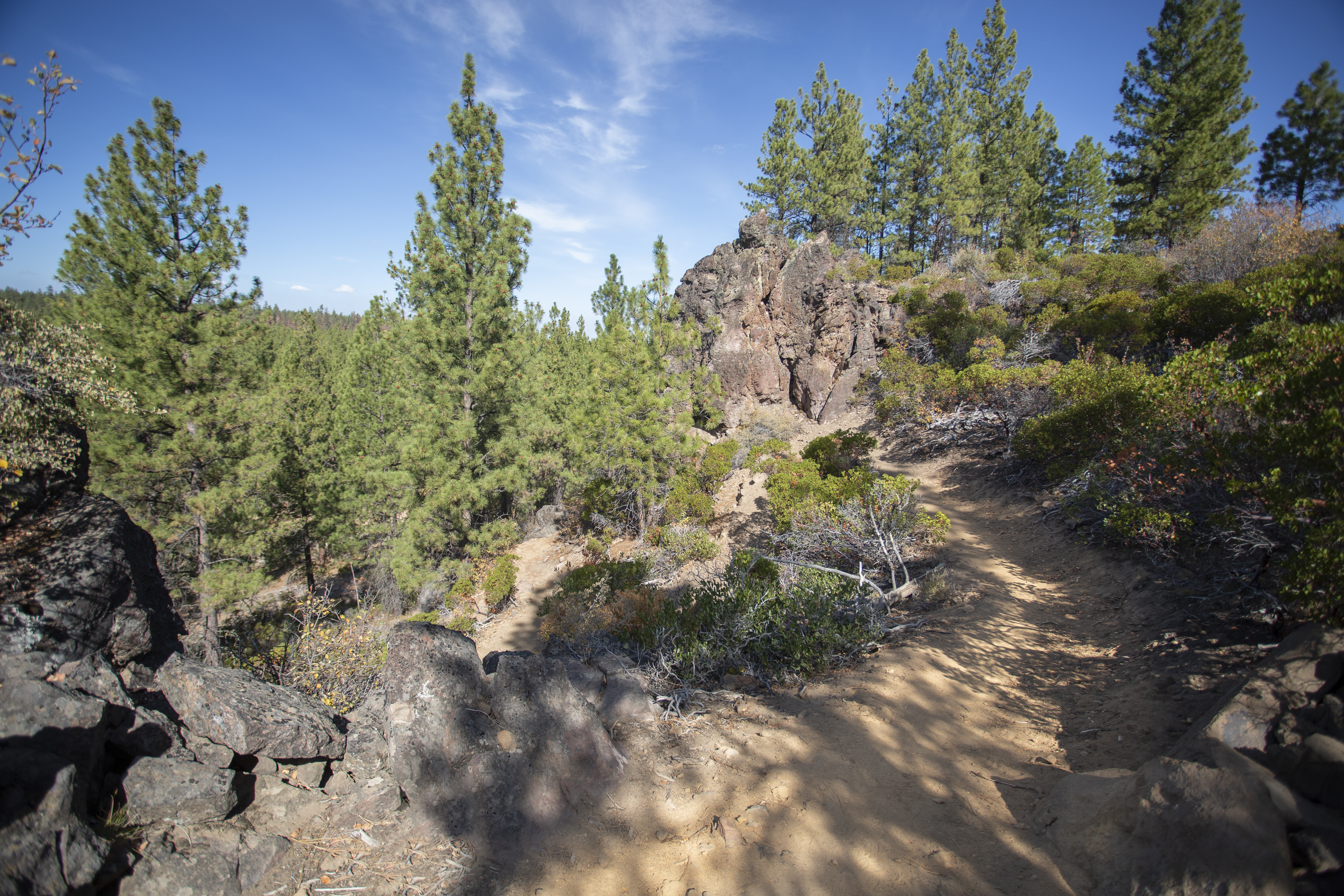 A trail through Shevlin Park up on the ridge