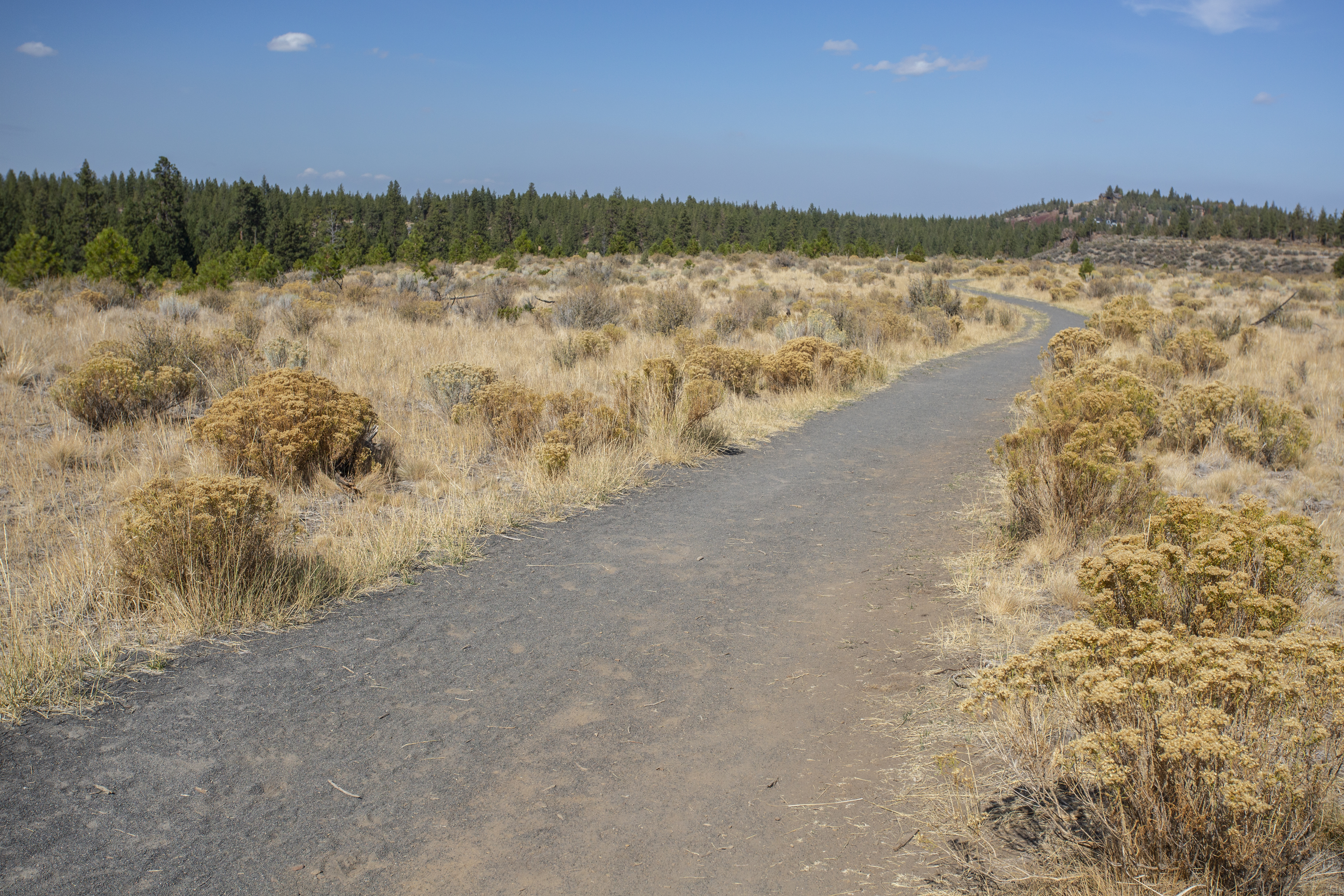 A trail through Shevlin Park up on the ridge