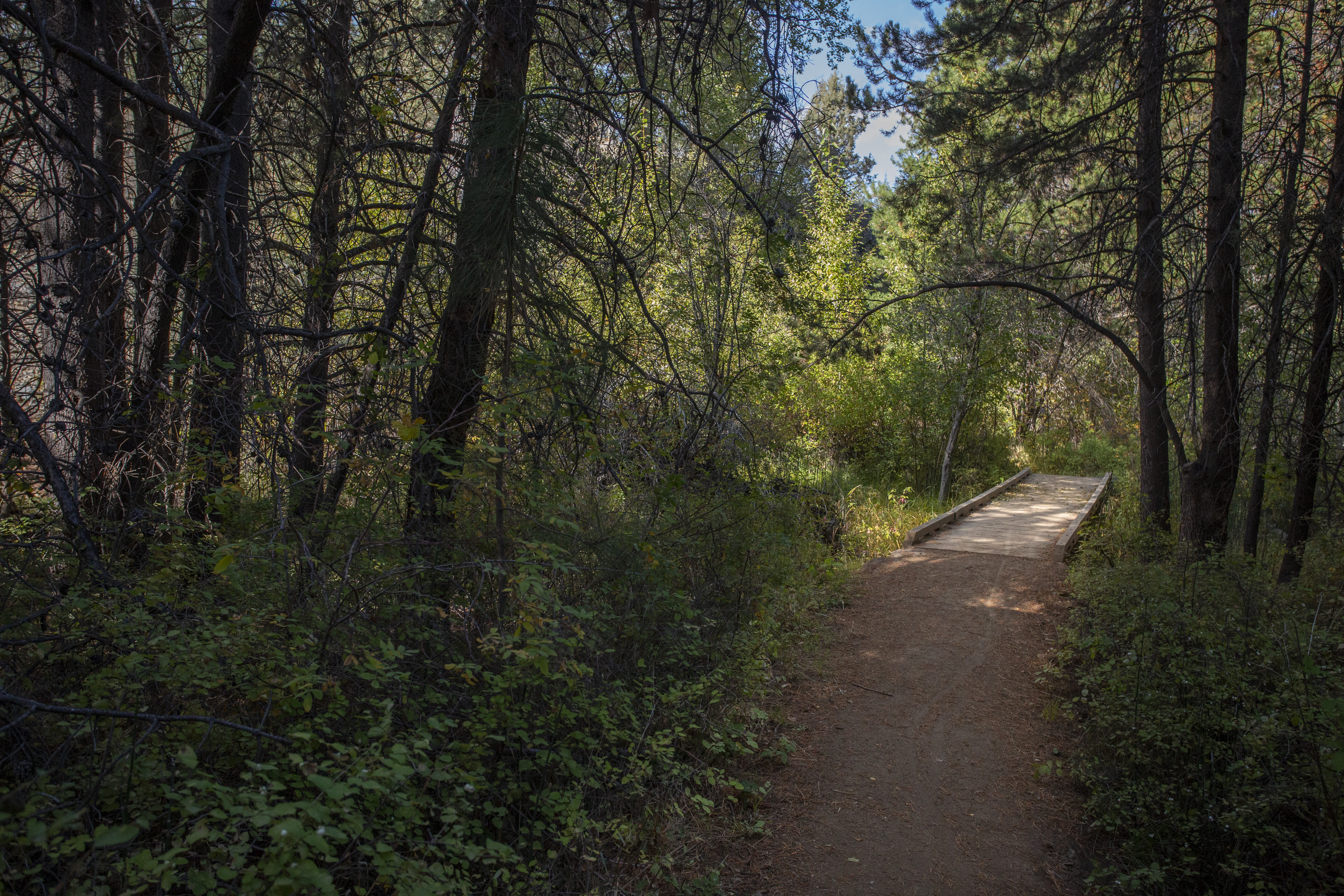 A trail through Shevlin Park through the trees