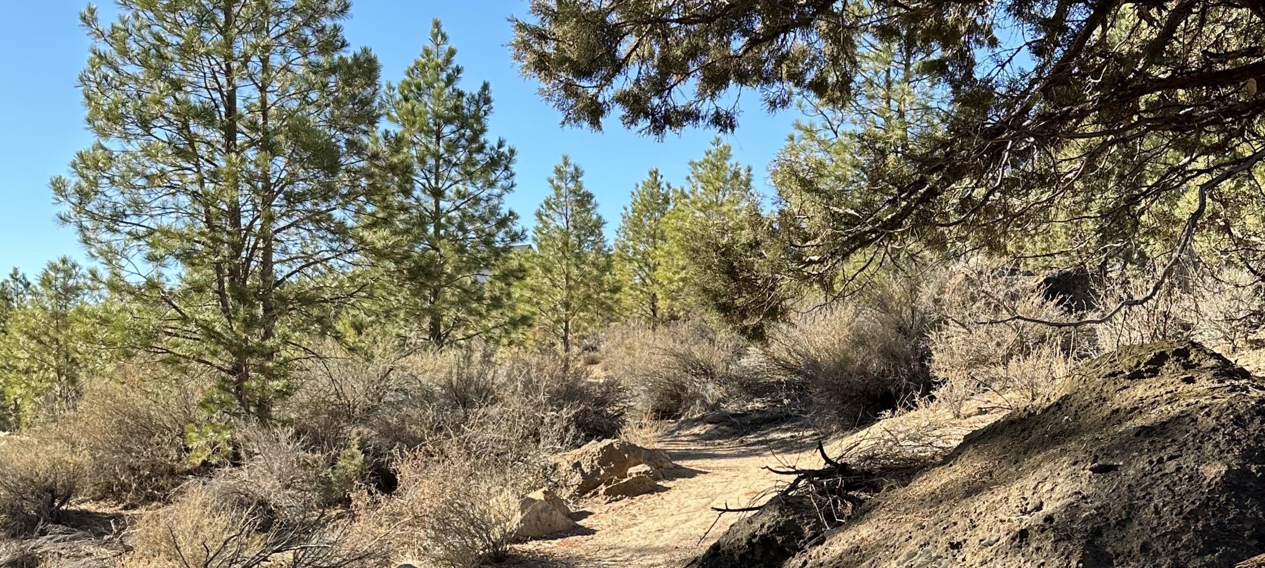 A natural surface trail winds through neighborhood open space